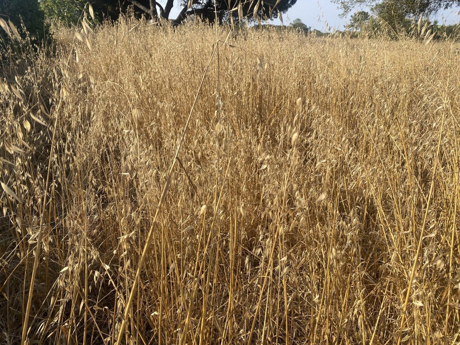 A golden wheat field at harvest